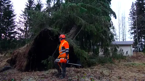 Finnish Lumberjack on menossa kaatamaan konkeloa