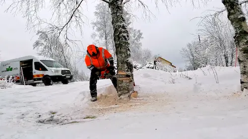 Koivun kaatokolon sahaaminen talvella
