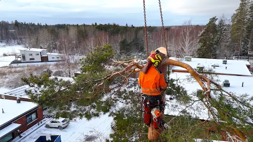 Metsuri puussa, kuvattu dronella